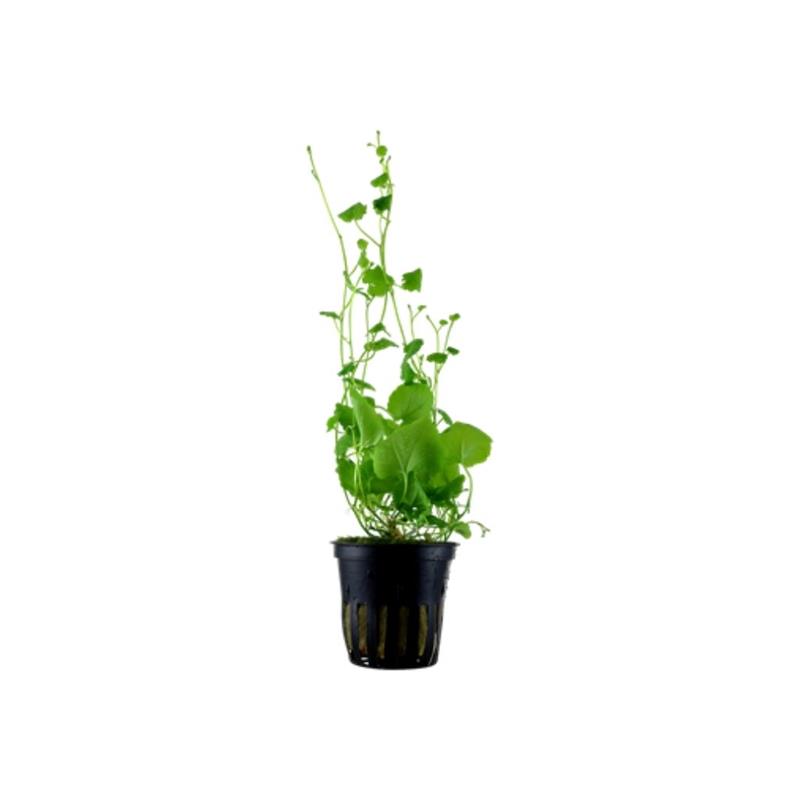 Planta acvariu Cardamine Lyrata pot Tropica - imagine 4